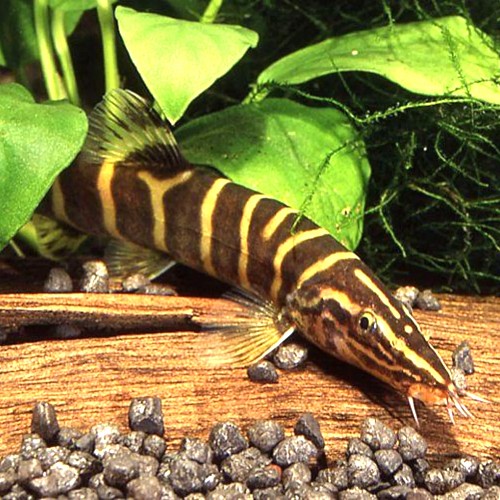 Leptobotia guilinensis